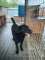 Pluto - fantastyczny LABRADOR mix szuka domu!