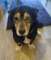 Minihusky, miastowy, wychowany CORGI mix