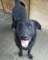 Pluto - �agodny, weso�y LABRADOR mix szuka domu
