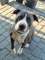 Cudowny, m�ody, domowy amstaff szuka domu!