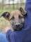 Melek - trzymiesi�czny, nie�mia�y SZCZENIAK adopcja