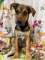 Kiwi - 4 miesi�czna sunia SZCZENIAK adopcja