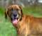 Baron - pewny siebie, weso�y pies szuka domu!