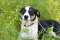 Pepsi - ca�e �ycie w schronisku, super sunia do adopcji